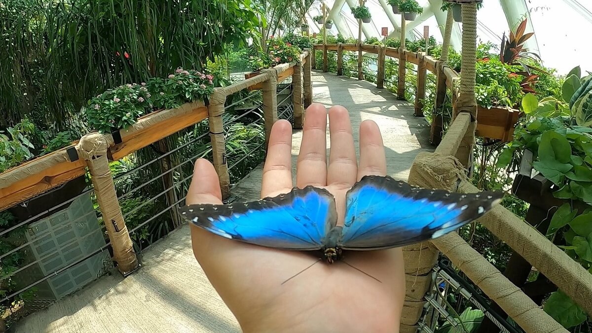Konya Tropikal Kelebek Bahçesi
